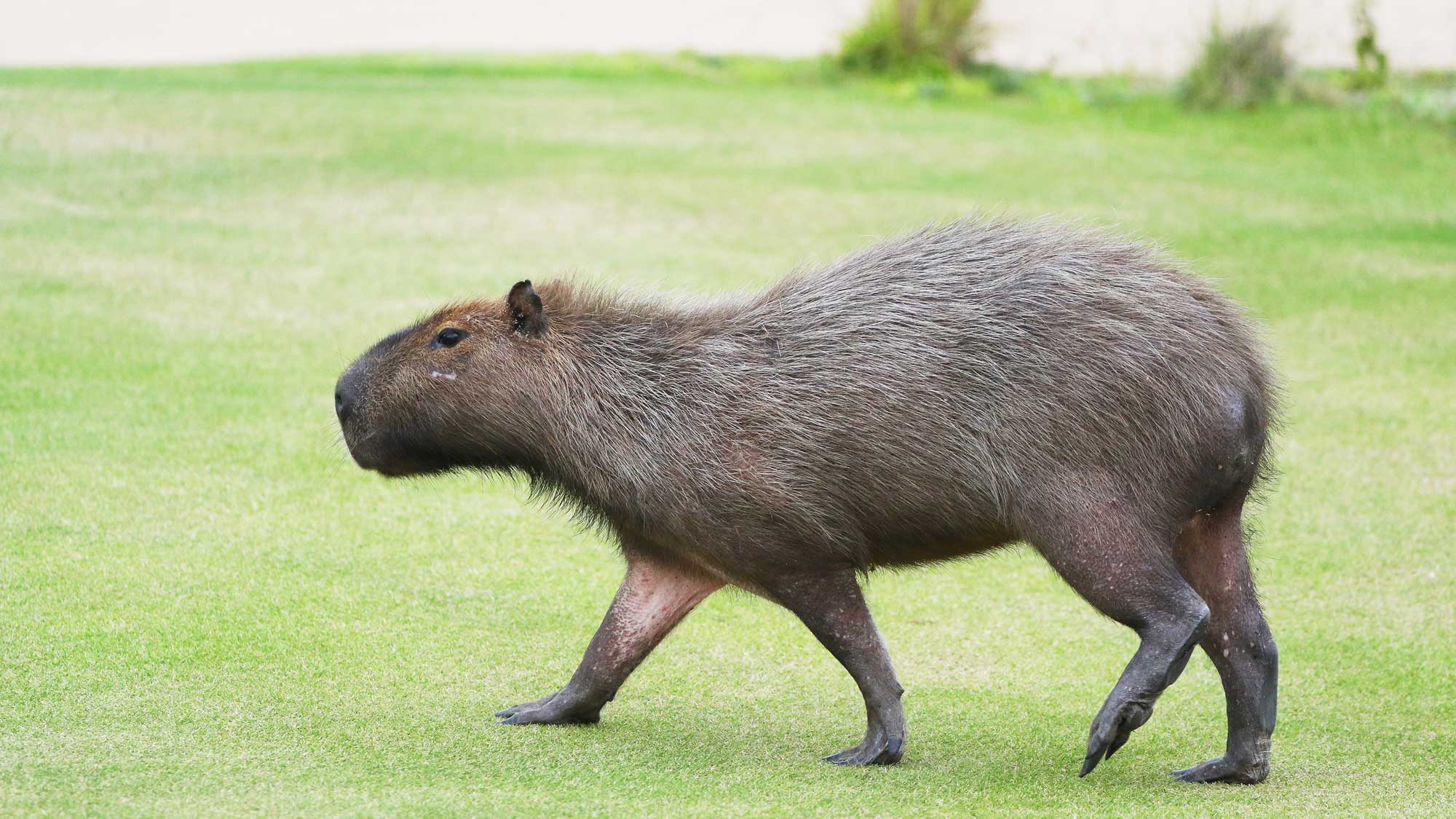 Capybara отзывы игры. Вомбат и капибара. 2 Капибары. 3 Капибары. Белая капибара.