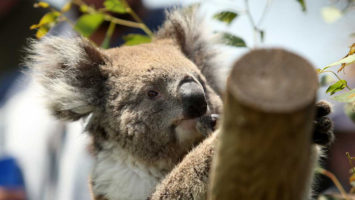 Jodi Ewart Shadoff Doing it for the Koalas